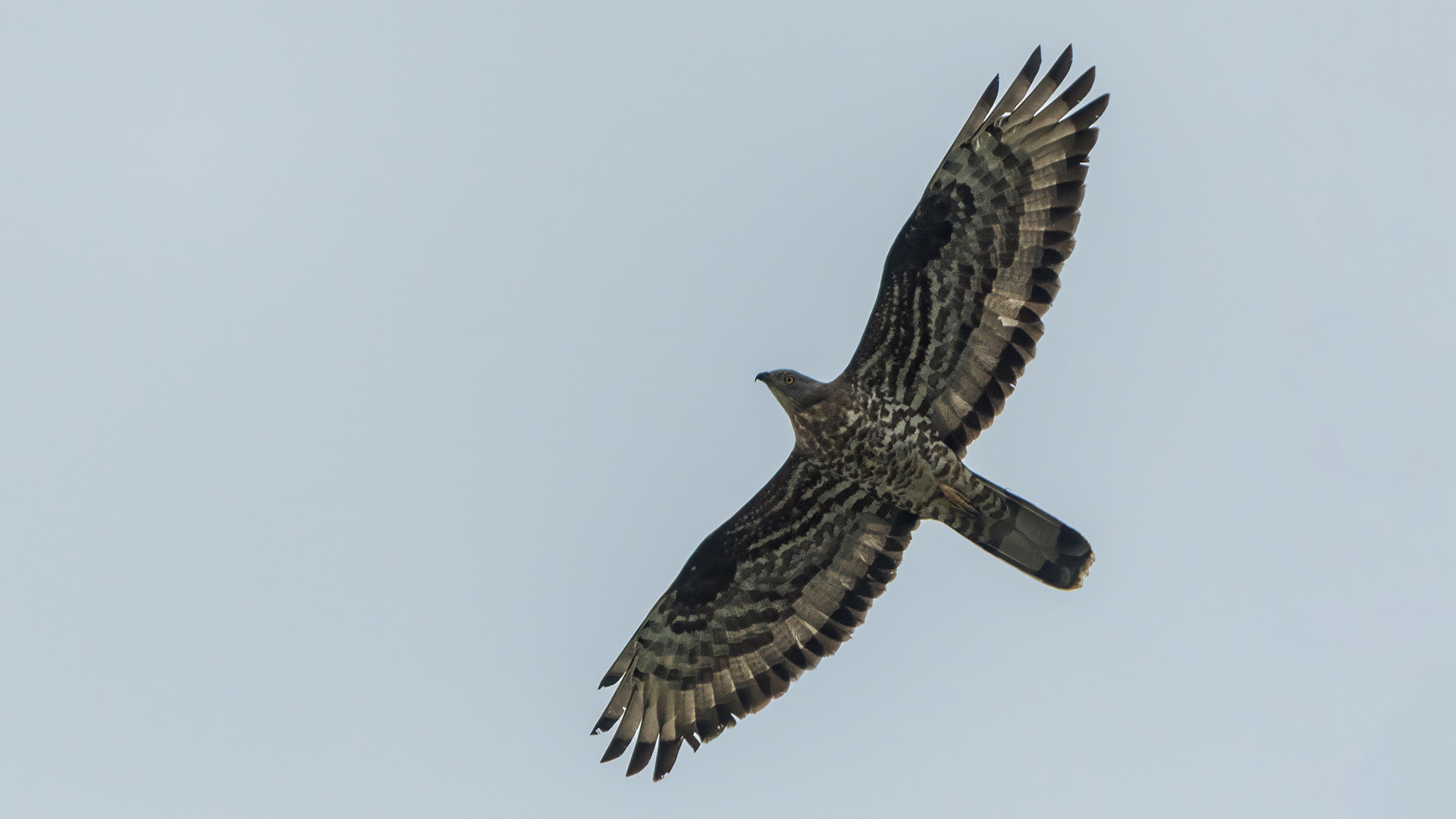 European Honey-buzzard